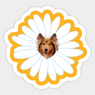 Collie Flower Daisy Dog Sticker